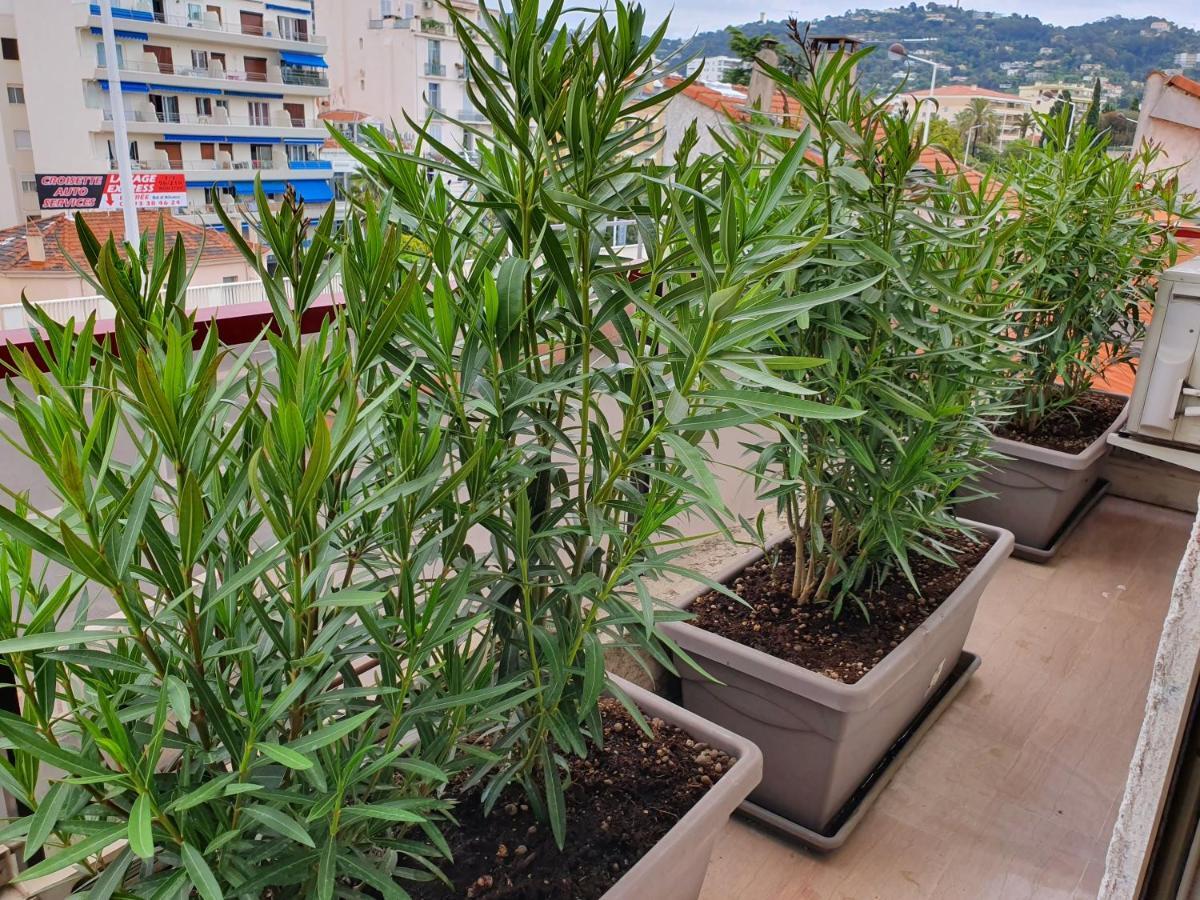 Hôtel Brimer Cannes Eksteriør bilde